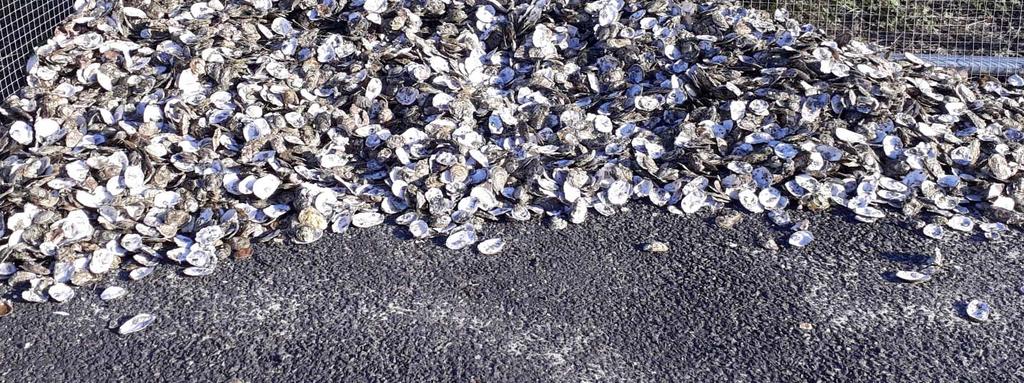 shells to reclaim from landfill