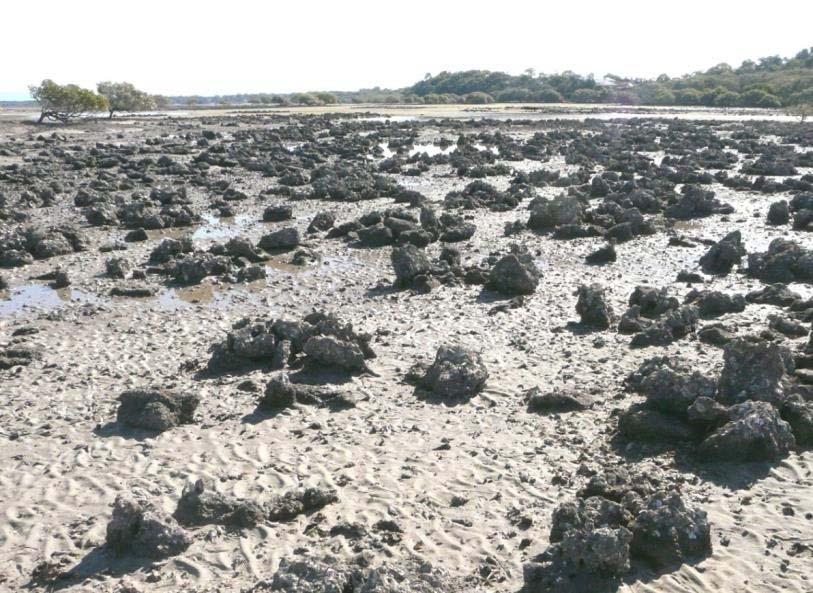 Changing ecosystems in SE QLD Intertidal bank, Toorbul Point,