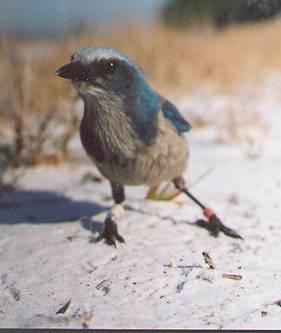 Long-term climate trends in timing of breeding in Florida Scrub-Jays?