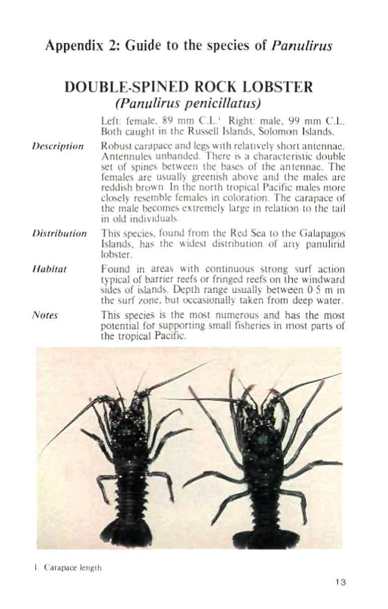 Appendix 2; Guide to the species of Panulirus Description DOUBLE-SPINED ROCK LOBSTER (Panulirus penicillatus) Left: female, 89 mm C.L.1 Right: male, 99 mm C.