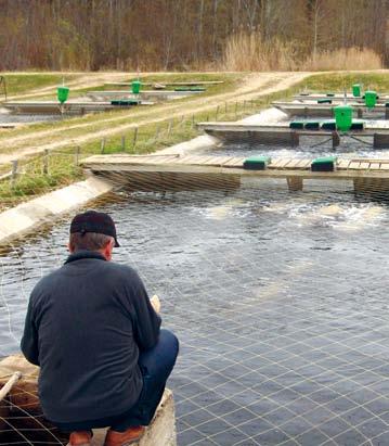 The production capacity of Estonian aquaculture has reached up to 2000 tons per year in its peak years and fallen to the level of less than 300 tons with the dissolution of collective and state farms.