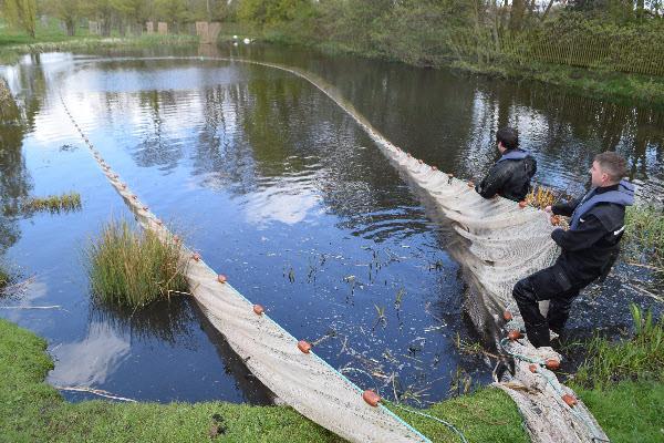 Preserving Crucian Carp We recently assisted the staff of the Royal Parks at Hampton Court, by netting and removing unsuitable fish species from two ponds which are to be used as crucian carp