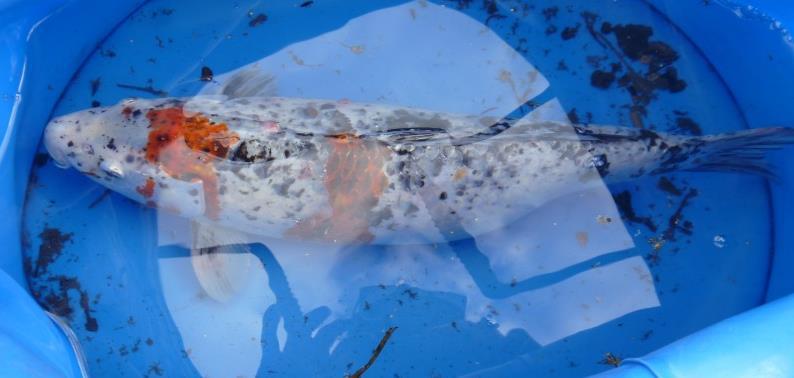 When it comes to invasive non-native, HNL fisheries officers have already successfully removed and eradicated topmouth gudgeon and black bullhead catfish from the area using a "rotenone" based