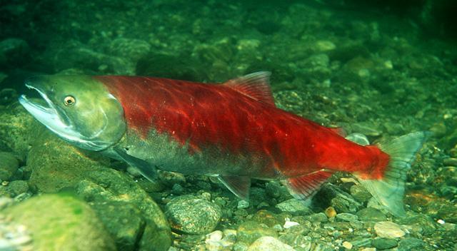 COSEWIC scientists not ready to declare species extinct yet, but several are on the brink KELOWNA, BC (May 2, 2016) Several of Canada s species continue to decline, based on a recent assessment.