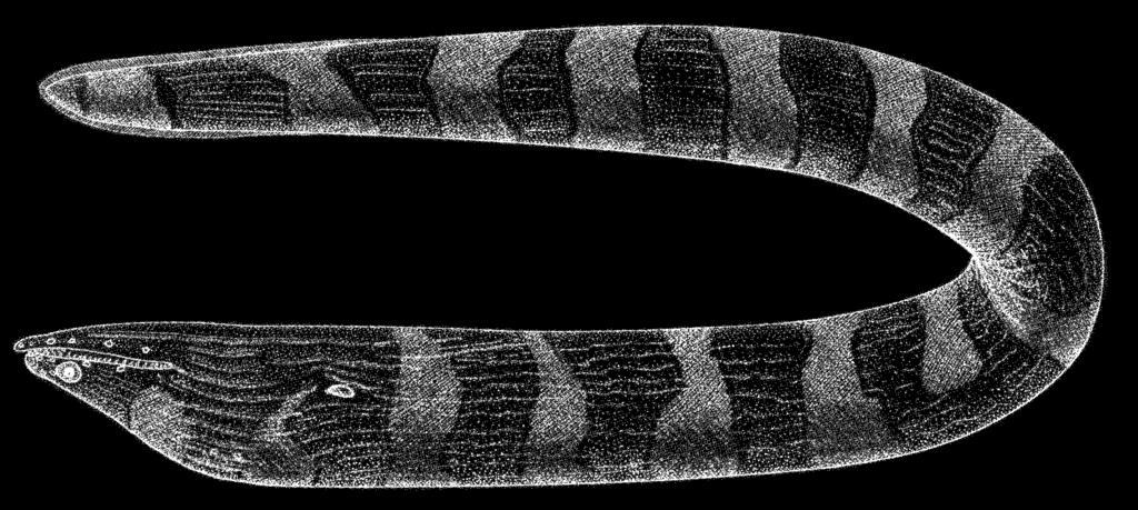 Anguilliformes: Muraenidae 705 Channomuraena vittata (Richardson, 1845) Frequent synonyms / misidentifications: None / None.