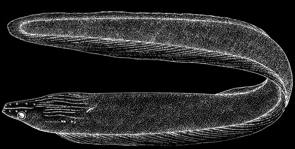 708 Bony Fishes Gymnothorax funebris Ranzani, 1839 Frequent synonyms / misidentifications: Lycodontis funebris (Ranzani, 1839) / None.