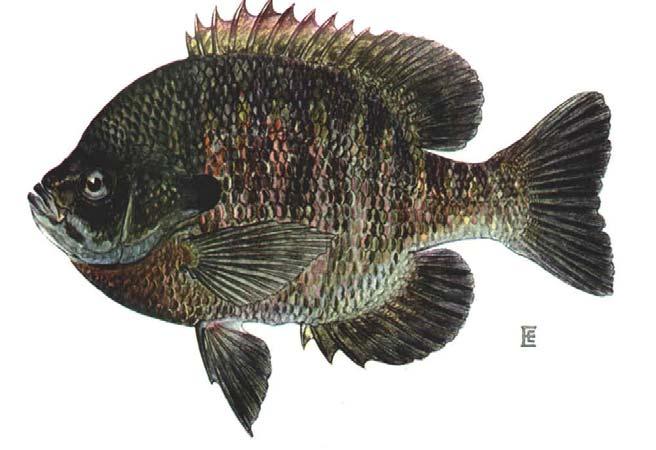 Fish 9