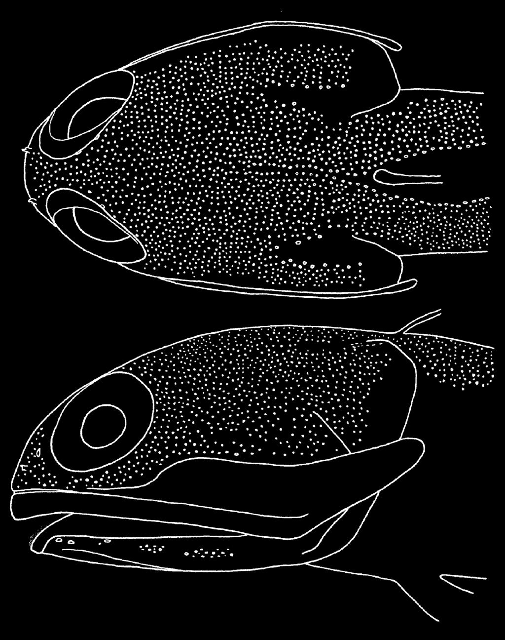 FIGURE 2. Cephalic sensory pores of Opistognathus albicaudatus, paratype, WAM P.33256-001, male, 91.4 mm SL, Fusilier Strait, Andaman Islands. FIGURE 3.