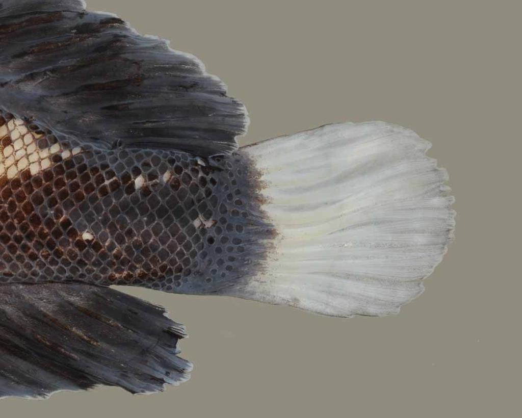 Posterior half of body, adjacent part of dorsal and anal fins dark blue; caudal fin white with the intensity more pronounced near base of fin; dorsal fin pale brown anteriorly with narrow brown