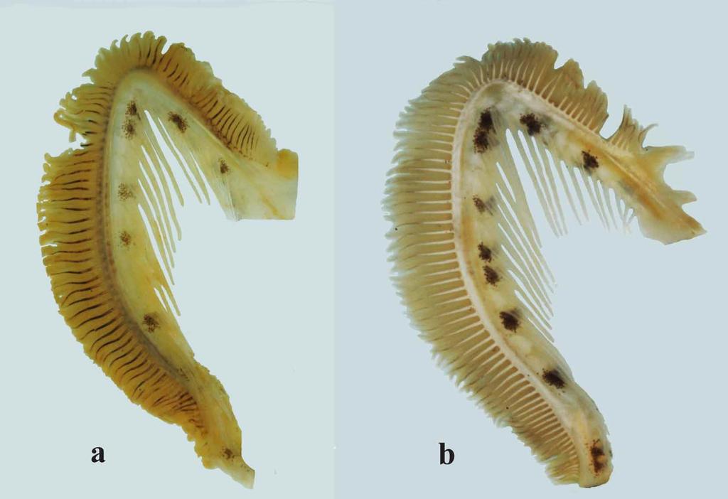 FIGURE 4. Right gill arches of Opistognathus albicaudatus: a, holotype, 94.8 mm; b, paratype, 91.4 mm SL. Photographs by H. L. Jelks. FIGURE 5.
