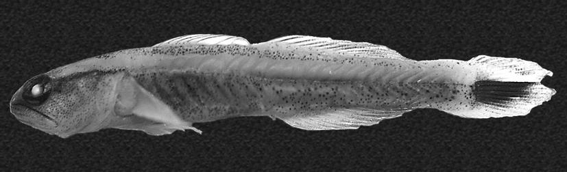 FIGURE 1. Holotype of Elacatinus jarocho, UF 162592. Photograph by Michael S. Taylor. FIGURE 2. Live individual and a small school of Elacatinus jarocho, Veracruz, Mexico. Photographs by Lad Akins.