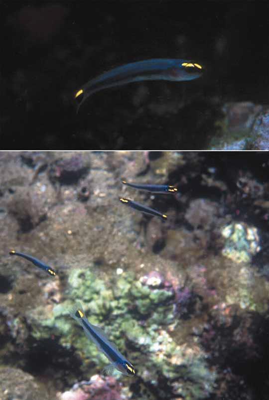 Elacatinus jarocho is the only species of Elacatinus (s.s.) thus far known to have a disjunct lateral stripe. Two other species, E. chancei (Beebe and Hollister) and E.