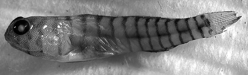 stripe on the snout, an inferior mouth, and rests on living coral and rocky substrate (Colin 1975) instead of schooling in the water column.