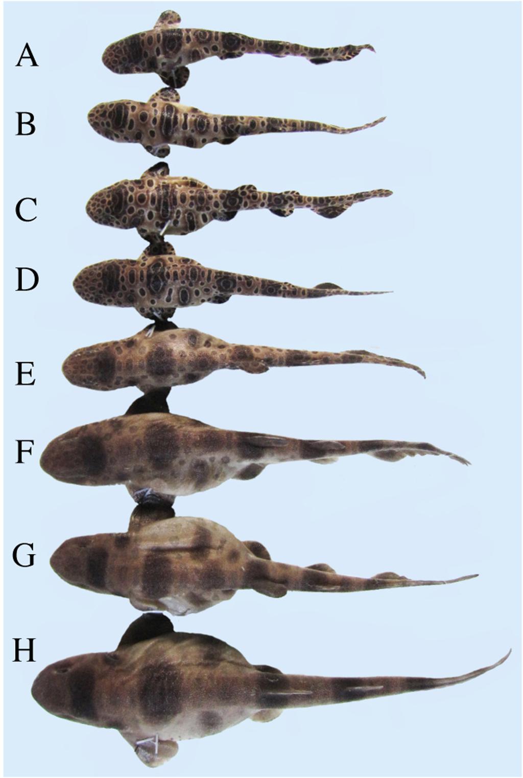 FIGURE 5. Dorsal views of Cephaloscyllium sarawakensis, showing color pattern changes with growth.