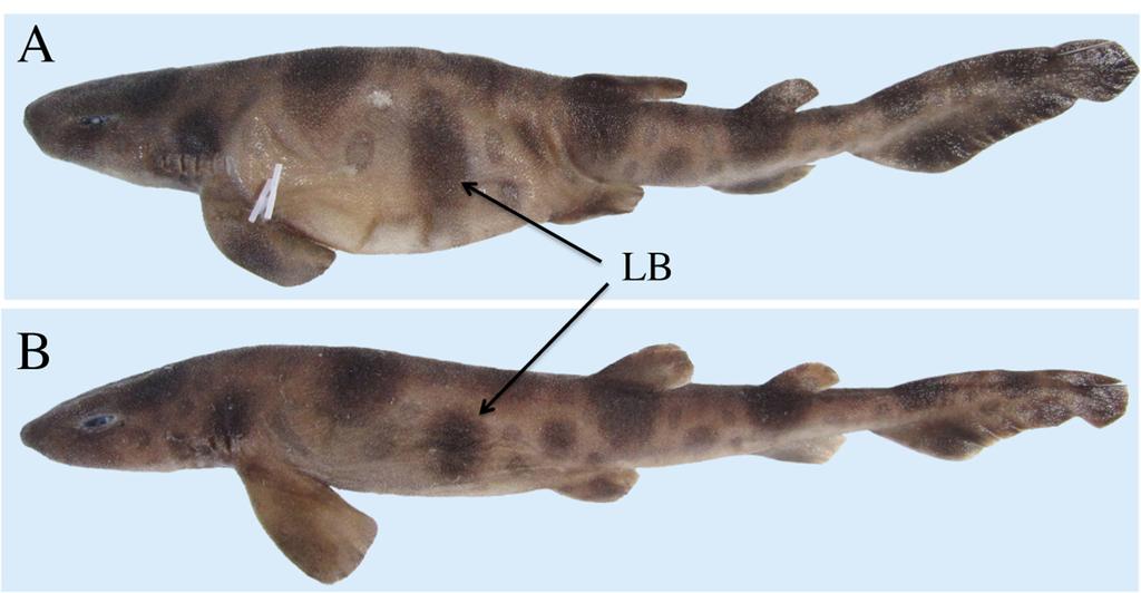 FIGURE 6. Lateral views of Cephaloscyllium sarawakensis, showing variation of lateral blotch (LB). A, NMMB-P 17137, female, 210 mm TL; B, NMMB-P uncat. (HO-375), female, 263 mm TL.