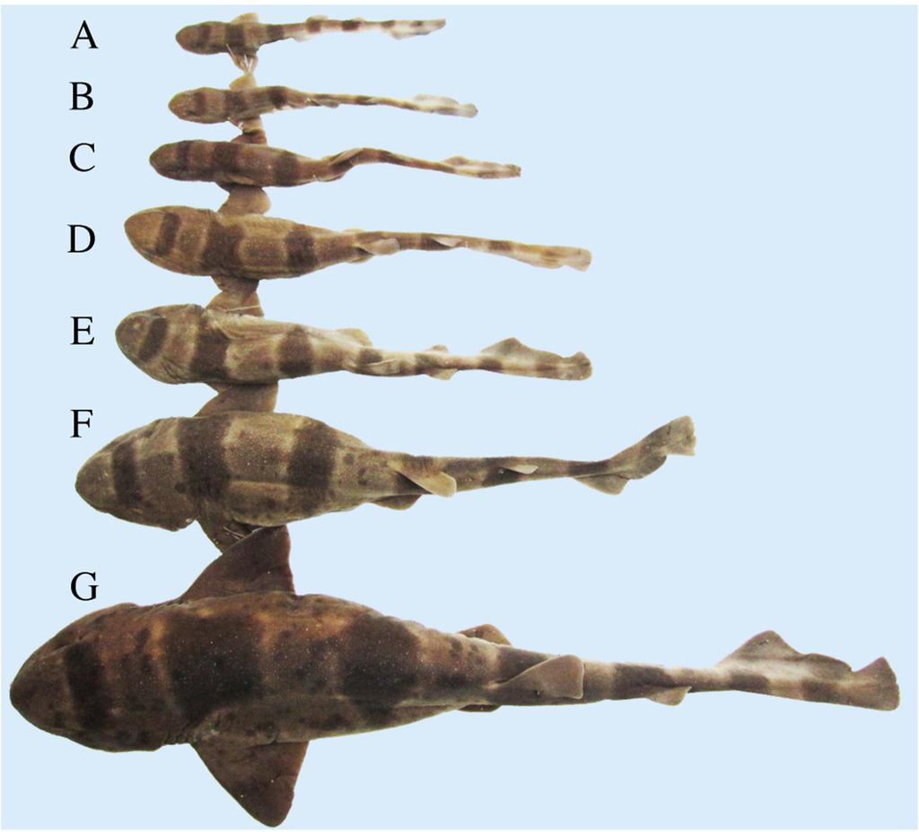 FIGURE 8. Dorsal views of Cephaloscyllium umbratile, showing color pattern changes with growth.