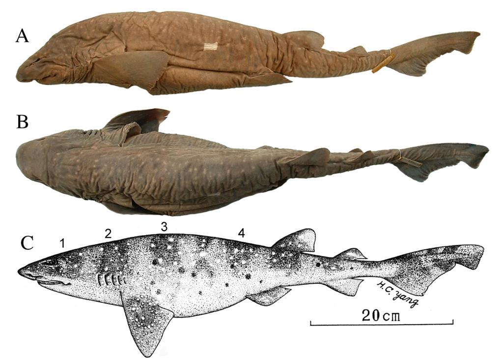 reviewed the western North Pacific swellsharks, and they also considered C. umbratile as distinct from C. isabellum, and treated C. formosanum as a junior synonym of C.