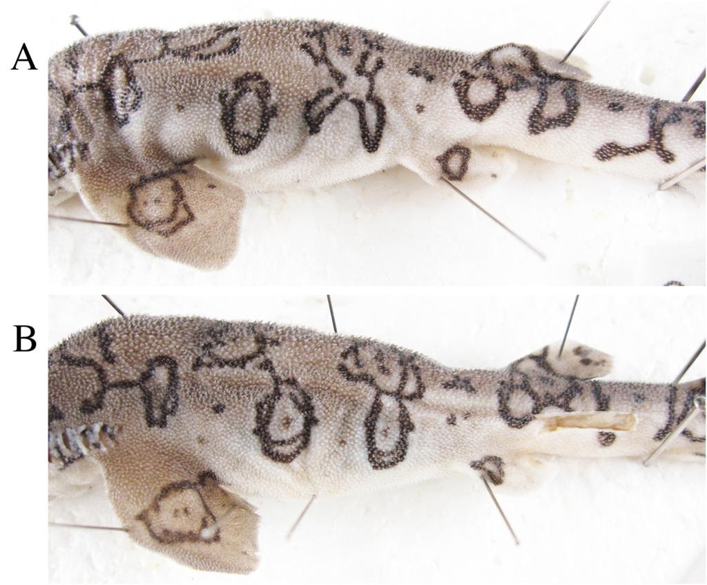 FIGURE 3. Color variation in a same specimen, HUMZ 213792, male, 175 mm TL. A, Left side of body; B, Right side of body (right and left are reversed for easier comparison).