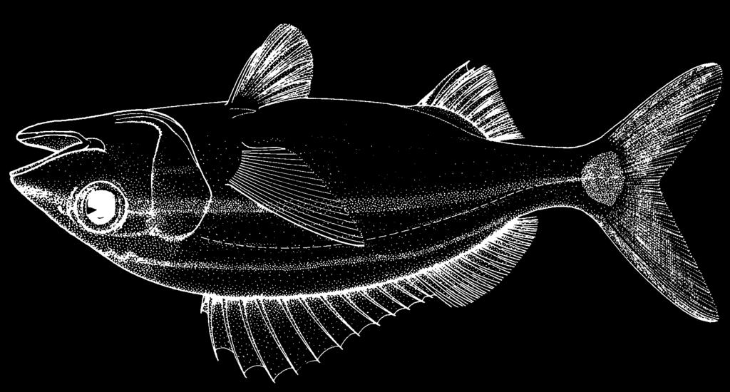 1534 Bony Fishes Haemulon aurolineatum Cuvier, 1830 Frequent synonyms / misidentifications: Bathystoma aurolineatum (Jordan and Evermann, 1896) / Haemulon striatum (Linnaeus, 1758).