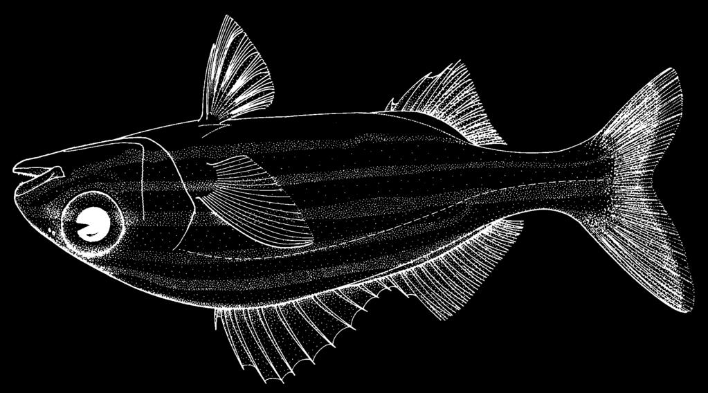 1538 Bony Fishes Haemulon chrysargyreum Günther, 1859 Frequent synonyms / misidentifications: Brachygenys chrysargyreus (Günther, 1859 ) / None.