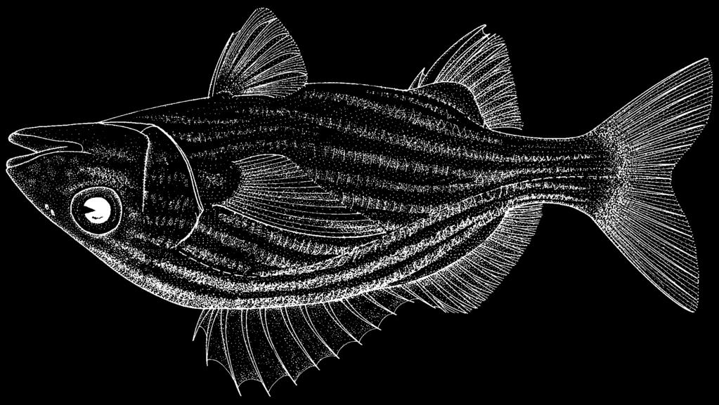 Perciformes: Percoidei: Haemulidae 1539 Haemulon flavolineatum (Desmarest, 1823) Frequent synonyms / misidentifications: None / None.