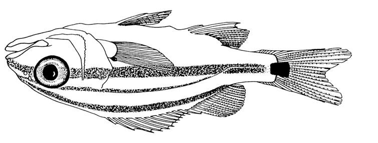 Head blunt, its upper profile convex just anterior to dorsal fin and more or less straight to tip of snout; mouth large; 2 pores and a median groove on chin; gill rakers (total) 26 to 28 on first