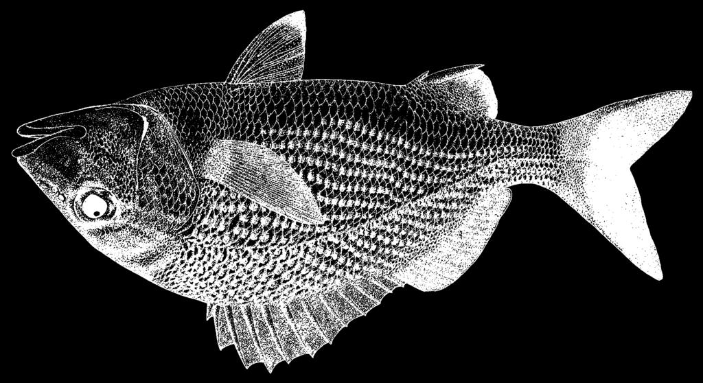 1542 Bony Fishes Haemulon parra (Desmarest, 1823) HLP Frequent synonyms / misidentifications: None / Haemulon bonariense Cuvier, 1829; Haemulon steindachneri (Jordan and Gilbert, 1882).