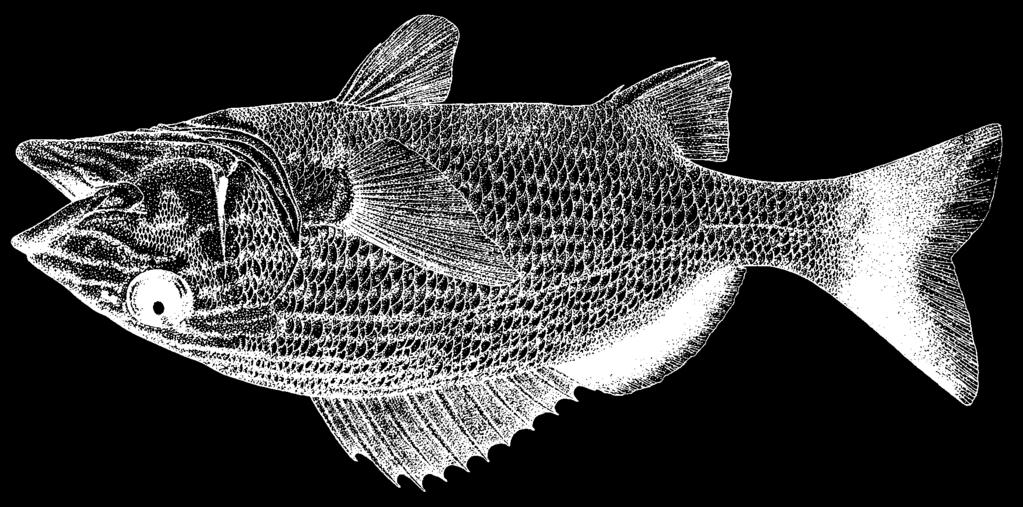 1544 Bony Fishes Haemulon sciurus (Shaw, 1803) Frequent synonyms / misidentifications: None / Haemulon carbonarium Poey, 1860.