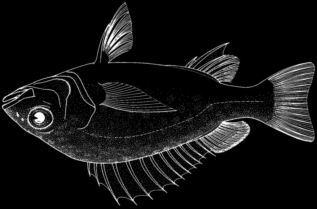 1550 Bony Fishes Pomadasys crocro (Cuvier, 1830) Frequent synonyms / misidentifications: None / None. FAO names: En - Burro grunt; Fr - Grondeur crocro; Sp - Corocoro crocro.