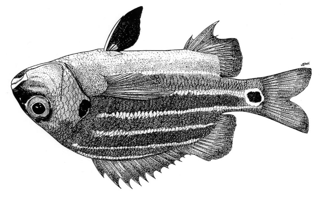 1528 Bony Fishes Anisotremus moricandi (Ranzani, 1842) Frequent synonyms / misidentifications: Anisotremus bicolor (Castelnau, 1855) / None.