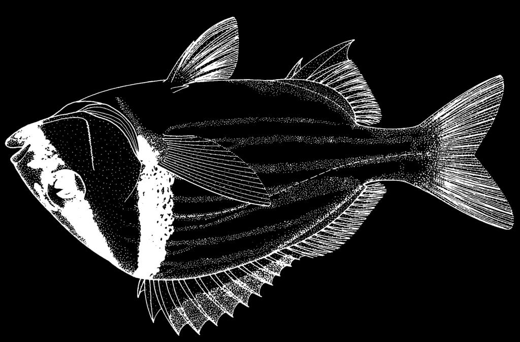 1530 Bony Fishes Anisotremus virginicus (Linnaeus, 1758) Frequent synonyms / misidentifications: None / None. FAO names: En - Porkfish; Fr - Lippu rondeau; Sp - Burro catalina.