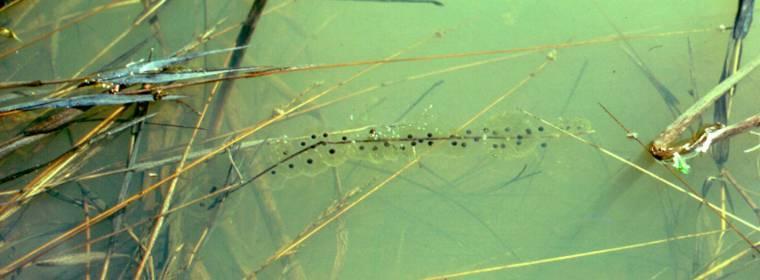 Long-toed Salamander Eggs Eggs laid in still or slow-moving water Attached to