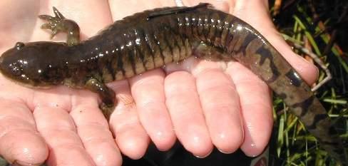 Barred Tiger Salamander Characteristics Ambystoma mavortium Max length 13 inches (327mm) SVL length 6.