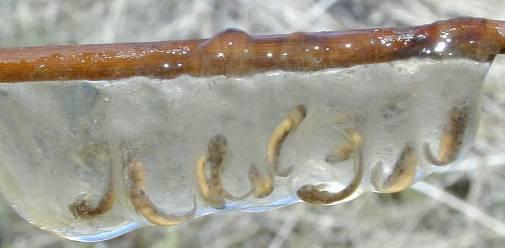 Barred Tiger Salamander Eggs