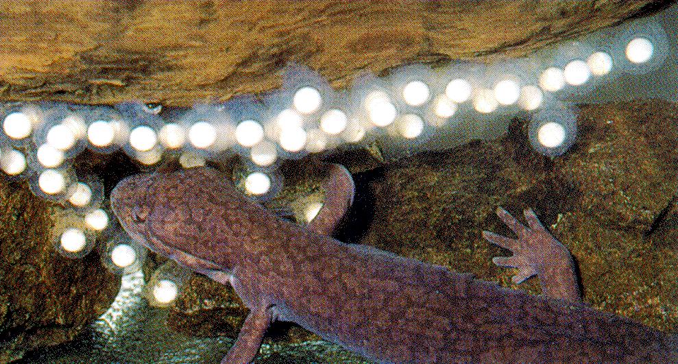 Idaho Giant Salamander Eggs Dicamptodon ensatus Nussbaum, Brodie, and Storm. 1983.