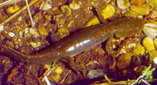 Idaho Giant Salamander Larvae Paedomorphic larvae may exceed 12