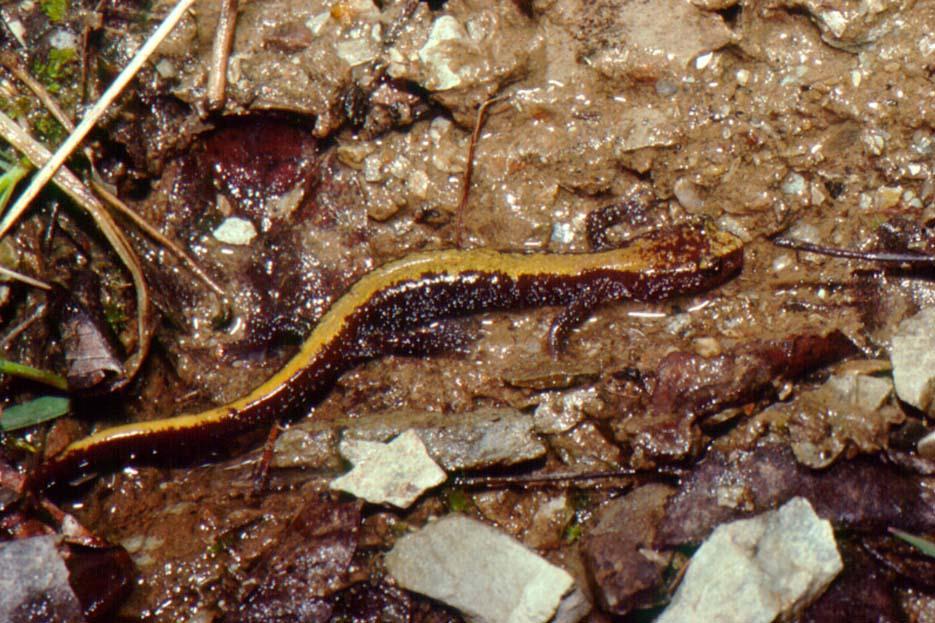 Coeur d Alene Salamander Plethodon idahoensis Max length 4
