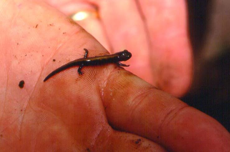 Coeur d Alene Salamander Reproduction