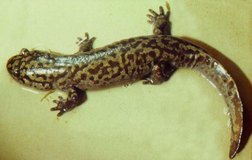 Similar Species Tiger Salamander W.