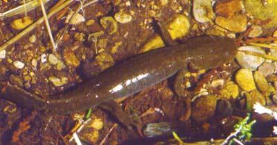 Idaho Salamander