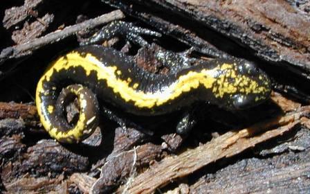 Long-toed Salamander Ambystoma macrodactylum Max length= 6.