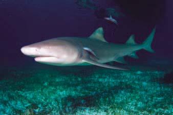 Lemon sharks, Negaprion brevirostris, named for their yellowishbrown color, are often found near shore in shallow water.