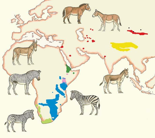 THE LAST WILD EQUIDS Equus ferus przewalskii (Takhi) EXTINCT IN THE WILD = Reintroduction site Takhi Equus hemionus (Asiatic wild ass) VULNERABLE Equus africanus (African wild ass) CRITICALLY