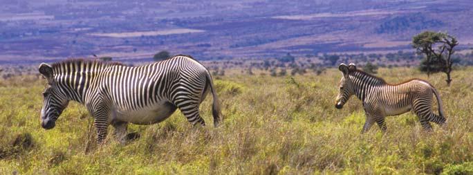 2004 PATRICIA D. MOEHLMAN GREVY S ZEBRA mother and foal constitute the only stable social unit among these endangered equids that live in the arid habitat of northern Kenya and Ethiopia.