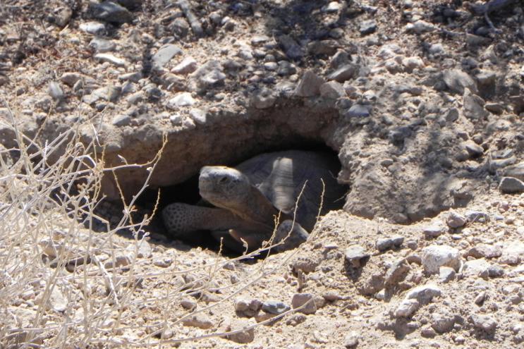 Desert Tortoise The desert tortoise is the species of highest concern at Ivanpah Threatened species