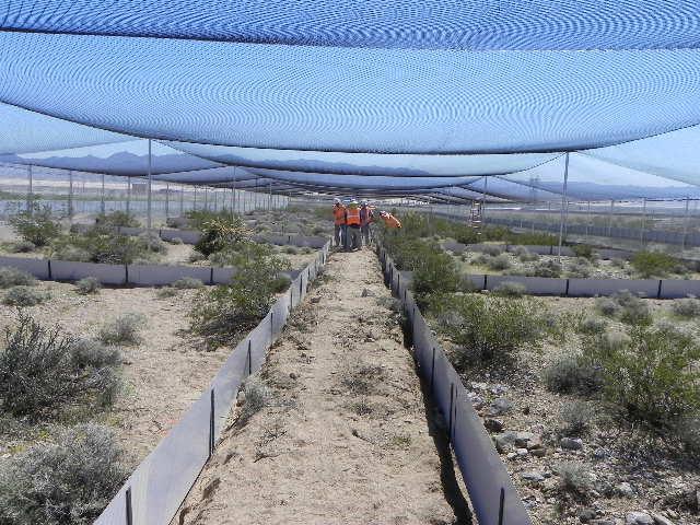 Tortoise Pens and Head Start Facilities Tortoise Pens Head Start facilities Desert Tortoise Translocation Plan: Detailed