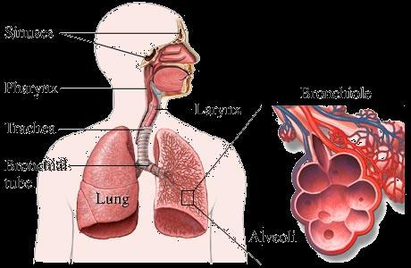 Respiratory Hazards At certain exposure levels: