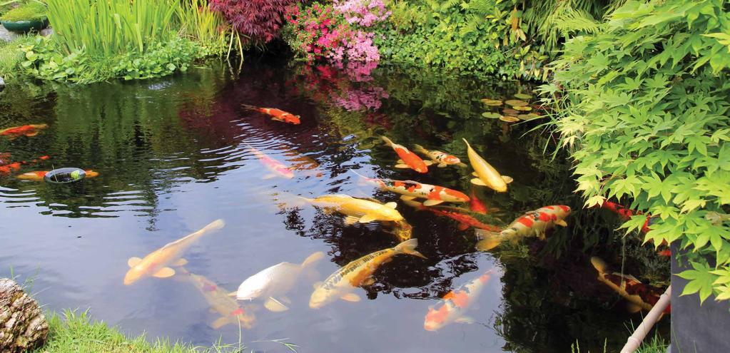 DELTA UV SYSTEMS FOR POND & WATER FEATURES INTRODUCING THE EP SERIES Delta UV disinfection systems effectively treat wide range of water features.