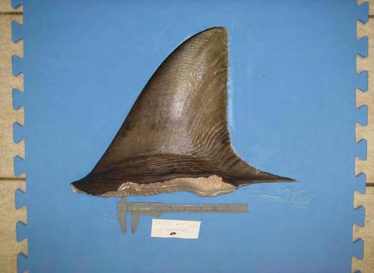CHAPTER 4: Shark fin Morphology: Identifying species using dorsal fins Figure 4.