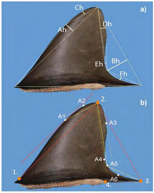 CHAPTER 4: Shark fin Morphology: Identifying species using dorsal fins Figure 4.3 a) The five height measurements calculated from lengths in Figure 4.4 using Heron s Formula (Equations 1 and 2).